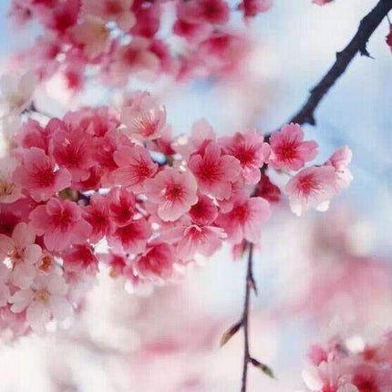 Pink Cherry Blossom Tree Seeds – Sakura (Prunus serrulata) - Seed World