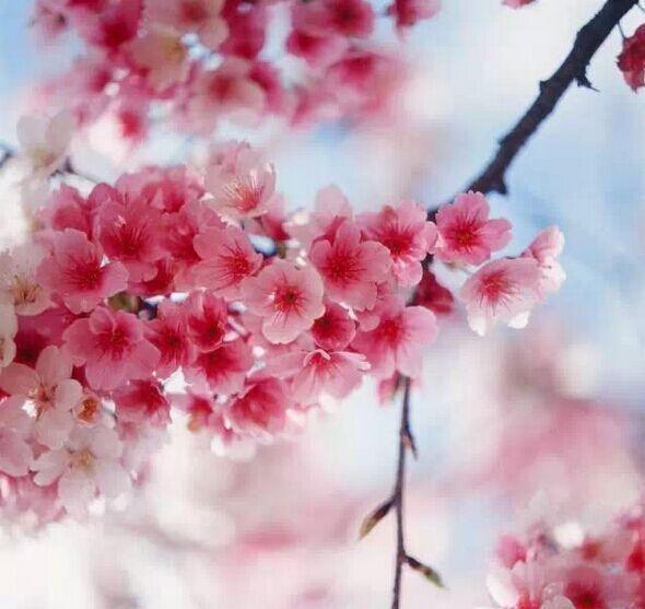 sakura flower seeds Pink Cherry Blossom Tree Seeds | Sakura (Prunus serrulata)
