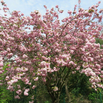 Pink Cherry Blossom Tree Seeds – Sakura (Prunus serrulata) - Seed World
