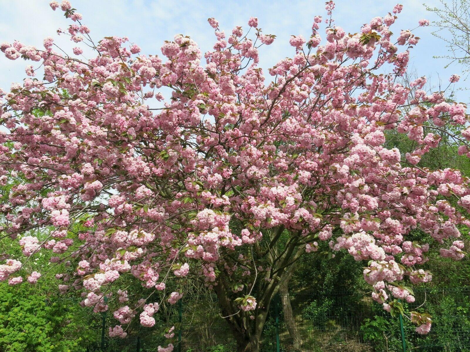 sakura plant seeds Pink Cherry Blossom Tree Seeds – Sakura (Prunus serrulata)