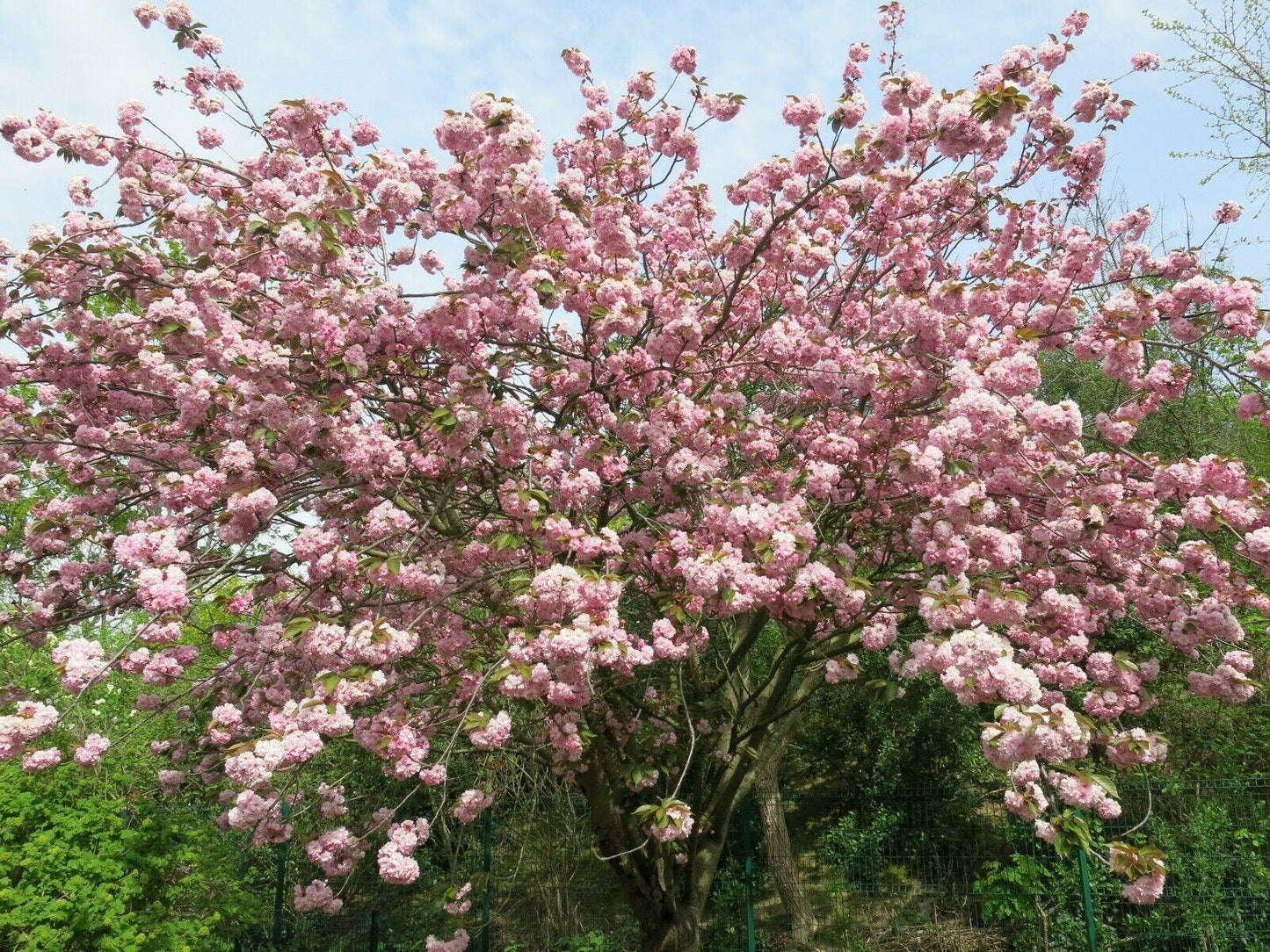 Pink Cherry Blossom Tree Seeds – Sakura (Prunus serrulata) - Seed World