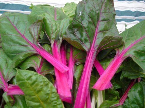 Pink Lipstick Swiss Chard Seeds - Seed World