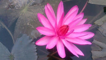 Bright pink lotus flower blooming in water