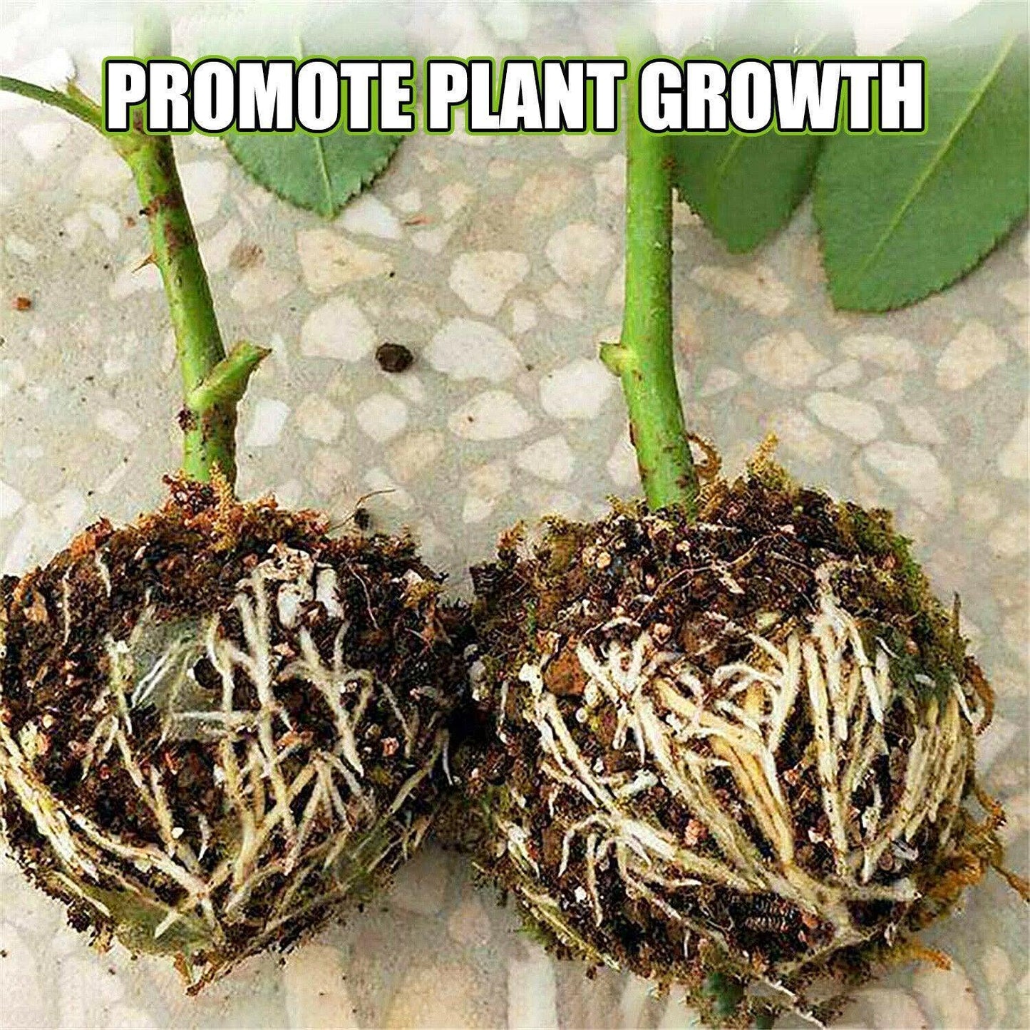 Plant Root Growing Box (2 Pieces) - Seed World