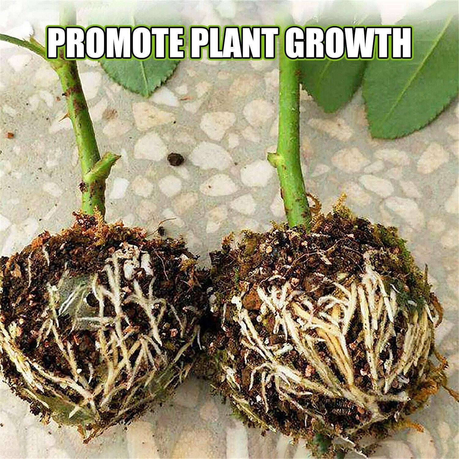 Plant Root Growing Box (2 Pieces) - Seed World