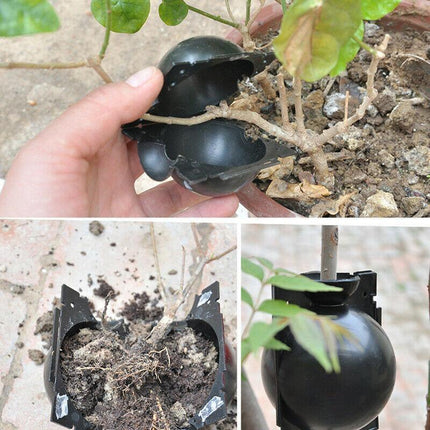 Plant Root Growing Box (2 Pieces) - Seed World
