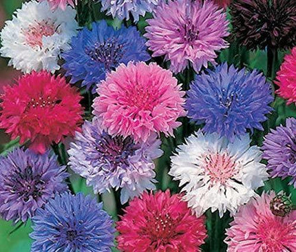 Polka Dot Bachelor Button Seeds Mix – 200 Flower Seeds Pack - Seed World