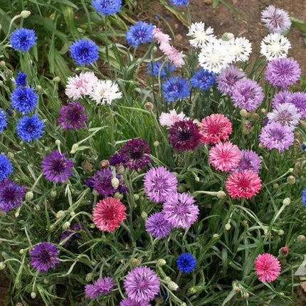 Polka Dot Bachelor Button Seeds Mix – 200 Flower Seeds Pack - Seed World