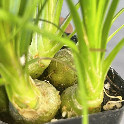 Ponytail Palm 2" Pot Beaucarnea Recurvata - Seed World