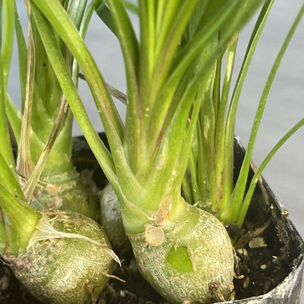 Ponytail Palm 2" Pot Beaucarnea Recurvata - Seed World