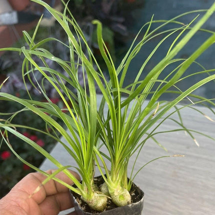 Ponytail Palm 2" Pot Beaucarnea Recurvata - Seed World