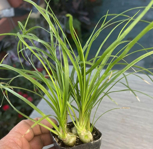 Ponytail Palm 2" Pot Beaucarnea Recurvata - Seed World