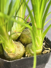 Ponytail Palm 2" Pot Beaucarnea Recurvata - Seed World