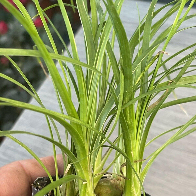 Ponytail Palm 2" Pot Beaucarnea Recurvata - Seed World