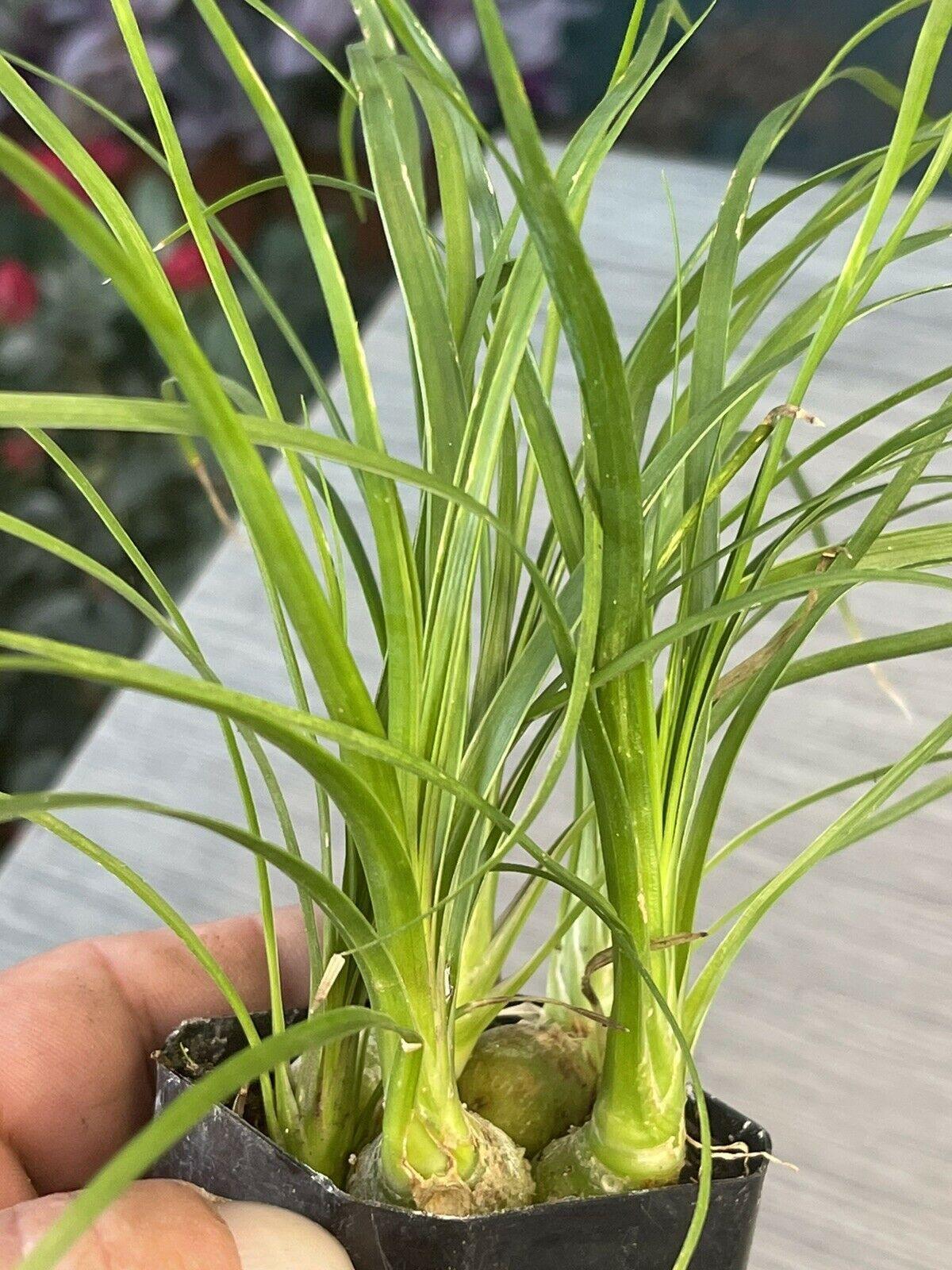 Ponytail Palm 2" Pot Beaucarnea Recurvata - Seed World