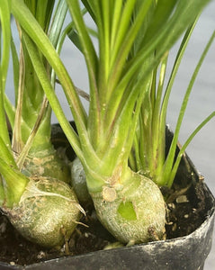 Ponytail Palm 2" Pot Beaucarnea Recurvata - Seed World