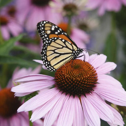 Purple Coneflower Seeds – Echinacea purpurea - Seed World