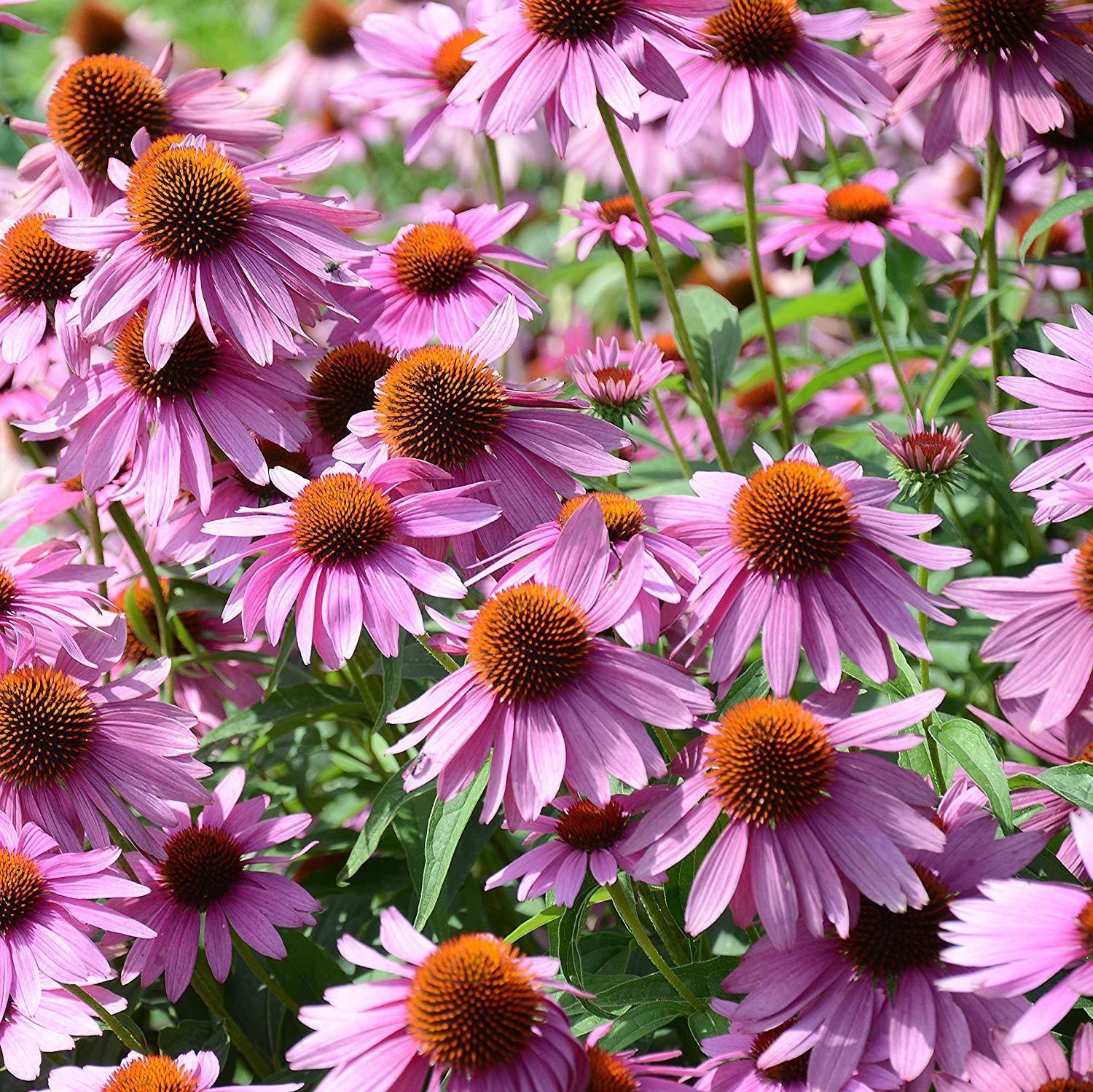 Purple Coneflower Seeds – Echinacea purpurea - Seed World