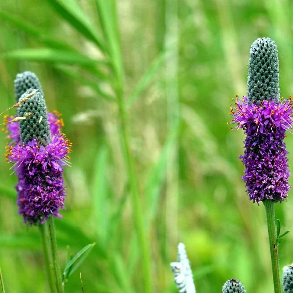 Purple Prairie Clover Seeds - Seed World