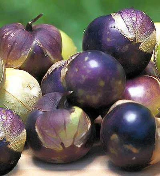 Cluster of purple tomatillos with fresh green background