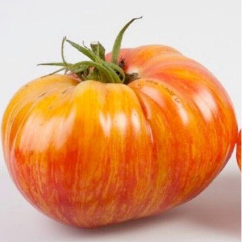 Rainbow Beefsteak Tomato Seeds - Seed World