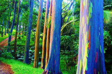 Rainbow Eucalyptus (Eucalyptus Deglupta) Gum Tree Seeds - Seed World