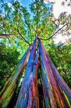 Rainbow Eucalyptus (Eucalyptus Deglupta) Gum Tree Seeds - Seed World