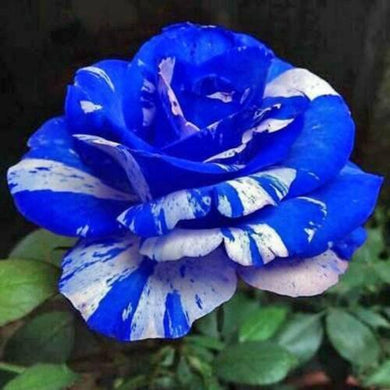 Blue Dragon Rose Bush Seeds - Seed World