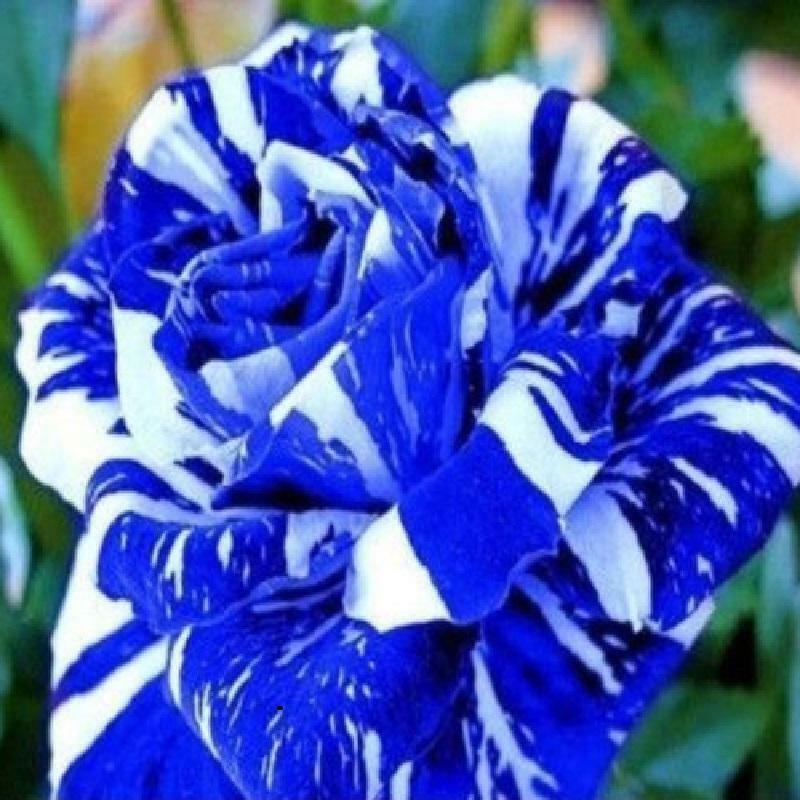 blue rose bush
