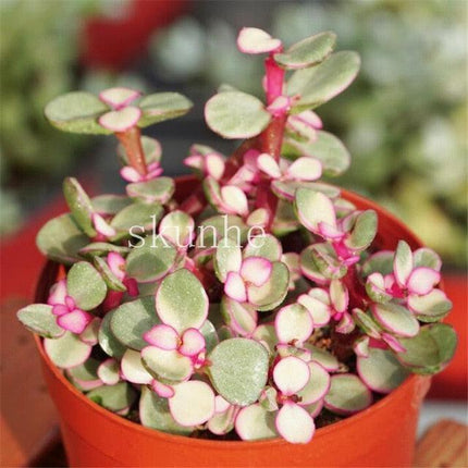 Rare Mixed Succulent Seeds – Unique Desert Plants | Colorful & Easy to Grow - Seed World