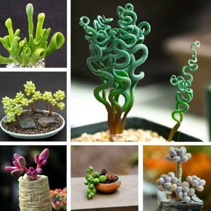 Rare Mixed Succulent Seeds – Unique Desert Plants | Colorful & Easy to Grow - Seed World