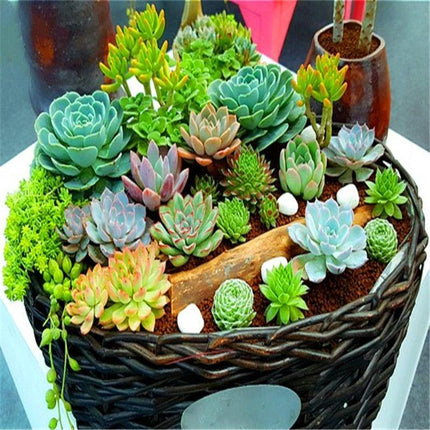 Rare Mixed Succulent Seeds – Unique Desert Plants | Colorful & Easy to Grow - Seed World