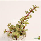 Variegated Portulacaria Afra