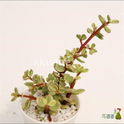 Rare Mixed Succulent Seeds – Unique Desert Plants | Colorful & Easy to Grow - Seed World