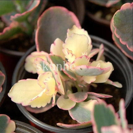 Rare Mixed Succulent Seeds – Unique Desert Plants | Colorful & Easy to Grow - Seed World