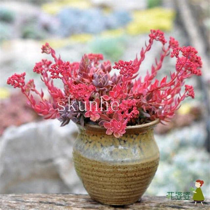 Rare Mixed Succulent Seeds – Unique Desert Plants | Colorful & Easy to Grow - Seed World