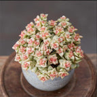 Crassula commutata - 5 Seeds