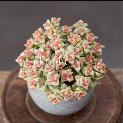 Rare Mixed Succulent Seeds – Unique Desert Plants | Colorful & Easy to Grow - Seed World