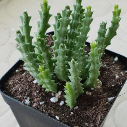 Rare Mixed Succulent Seeds – Unique Desert Plants | Colorful & Easy to Grow - Seed World