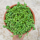 String of Pearl Succulent - 25 Seeds