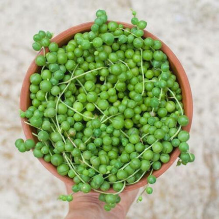 Rare Mixed Succulent Seeds – Unique Desert Plants | Colorful & Easy to Grow - Seed World