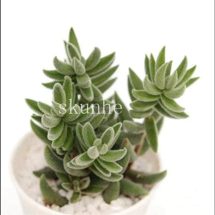Rare Mixed Succulent Seeds – Unique Desert Plants | Colorful & Easy to Grow - Seed World