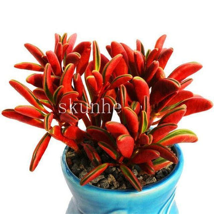 Rare Mixed Succulent Seeds – Unique Desert Plants | Colorful & Easy to Grow - Seed World