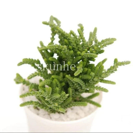 Rare Mixed Succulent Seeds – Unique Desert Plants | Colorful & Easy to Grow - Seed World