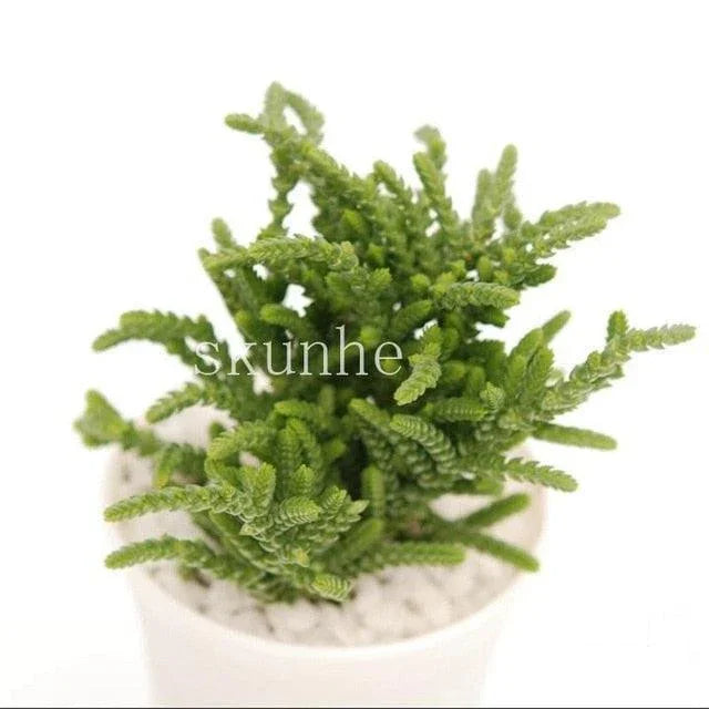 Rare Mixed Succulent Seeds – Unique Desert Plants | Colorful & Easy to Grow - Seed World