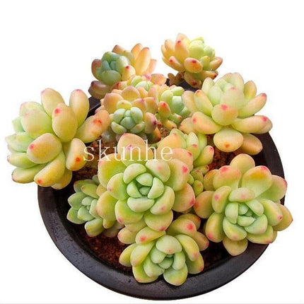 Rare Mixed Succulent Seeds – Unique Desert Plants | Colorful & Easy to Grow - Seed World