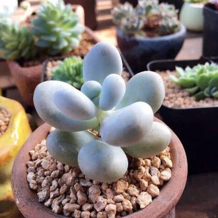 Rare Mixed Succulent Seeds – Unique Desert Plants | Colorful & Easy to Grow - Seed World