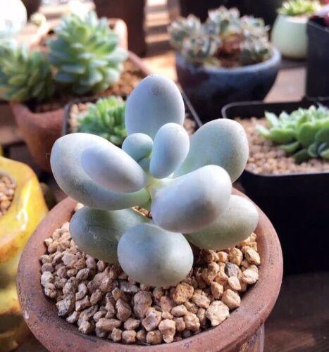 Rare Mixed Succulent Seeds – Unique Desert Plants | Colorful & Easy to Grow - Seed World