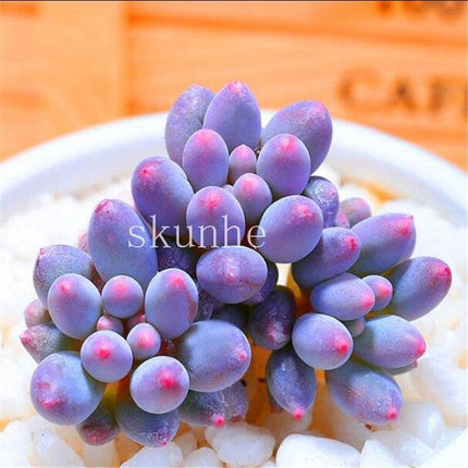Rare Mixed Succulent Seeds – Unique Desert Plants | Colorful & Easy to Grow - Seed World