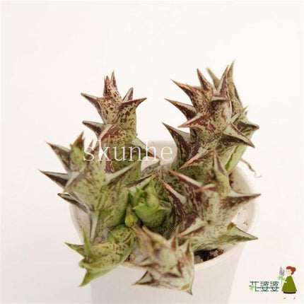 Rare Mixed Succulent Seeds – Unique Desert Plants | Colorful & Easy to Grow - Seed World